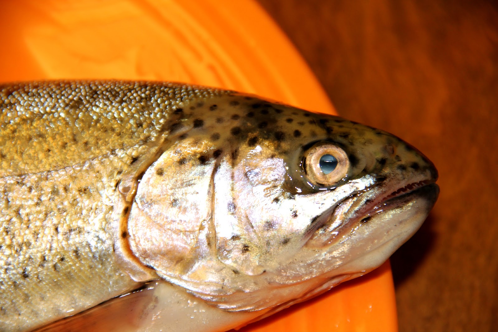 SAUER TROUT!!! by Montana Grant