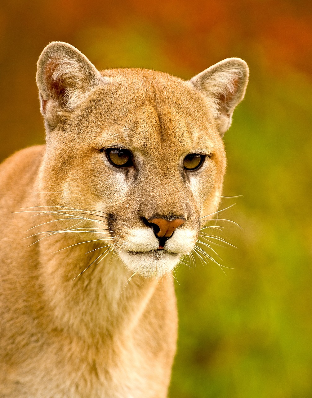 1 killed in California mountain lion attack