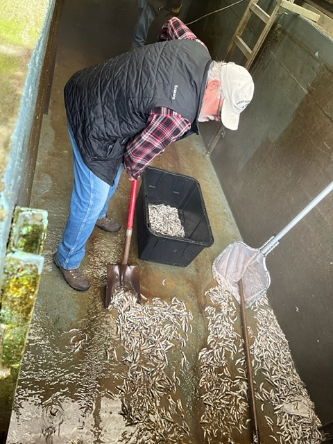 Vandal poisons thousands of young salmon