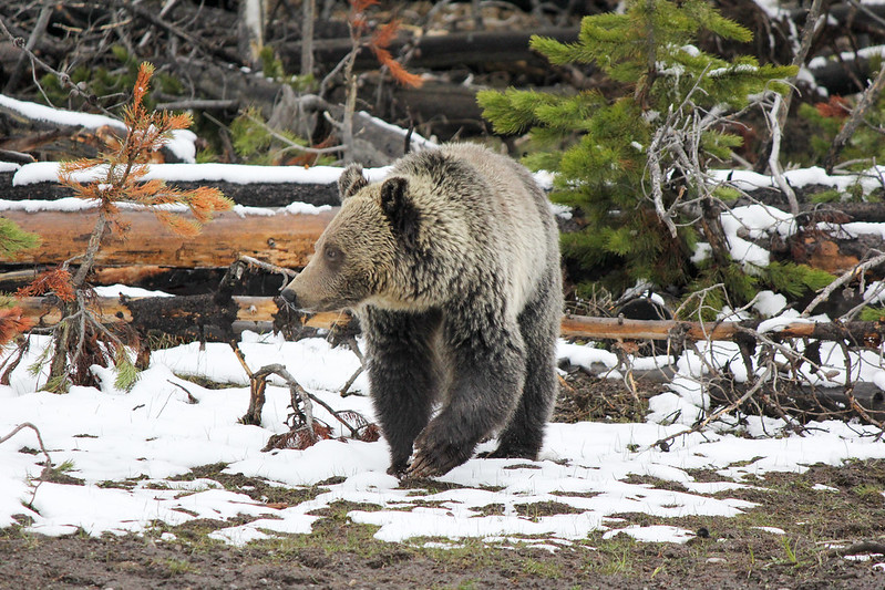 Grizzly bear euthanized due to cattle depredation in Washakie County