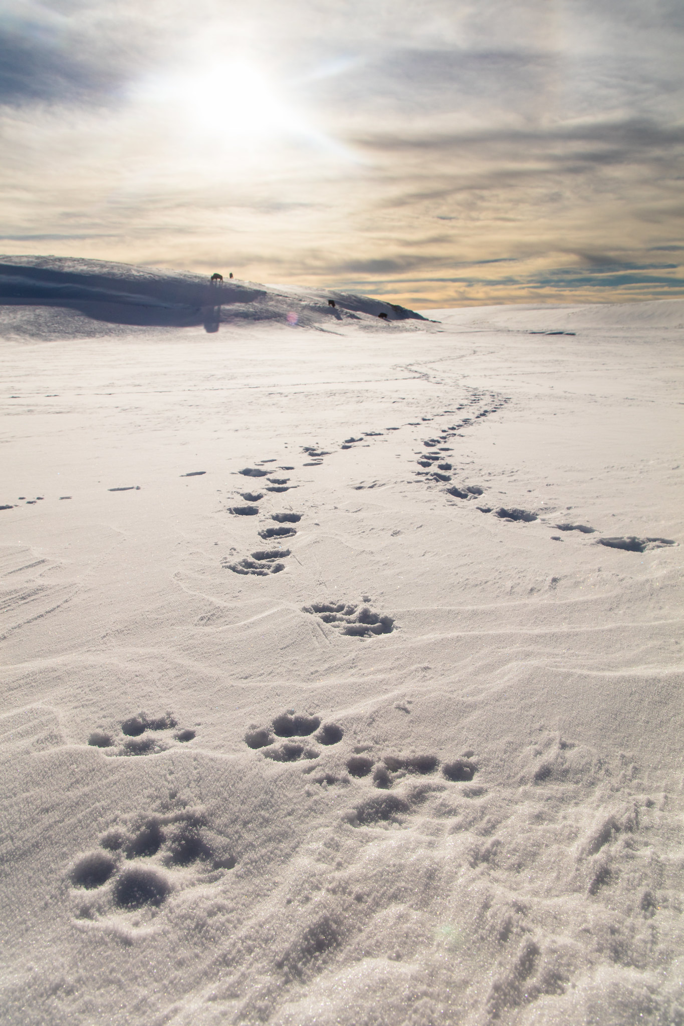 Colorado Parks and Wildlife confirms wolf-livestock depredation in Grand County