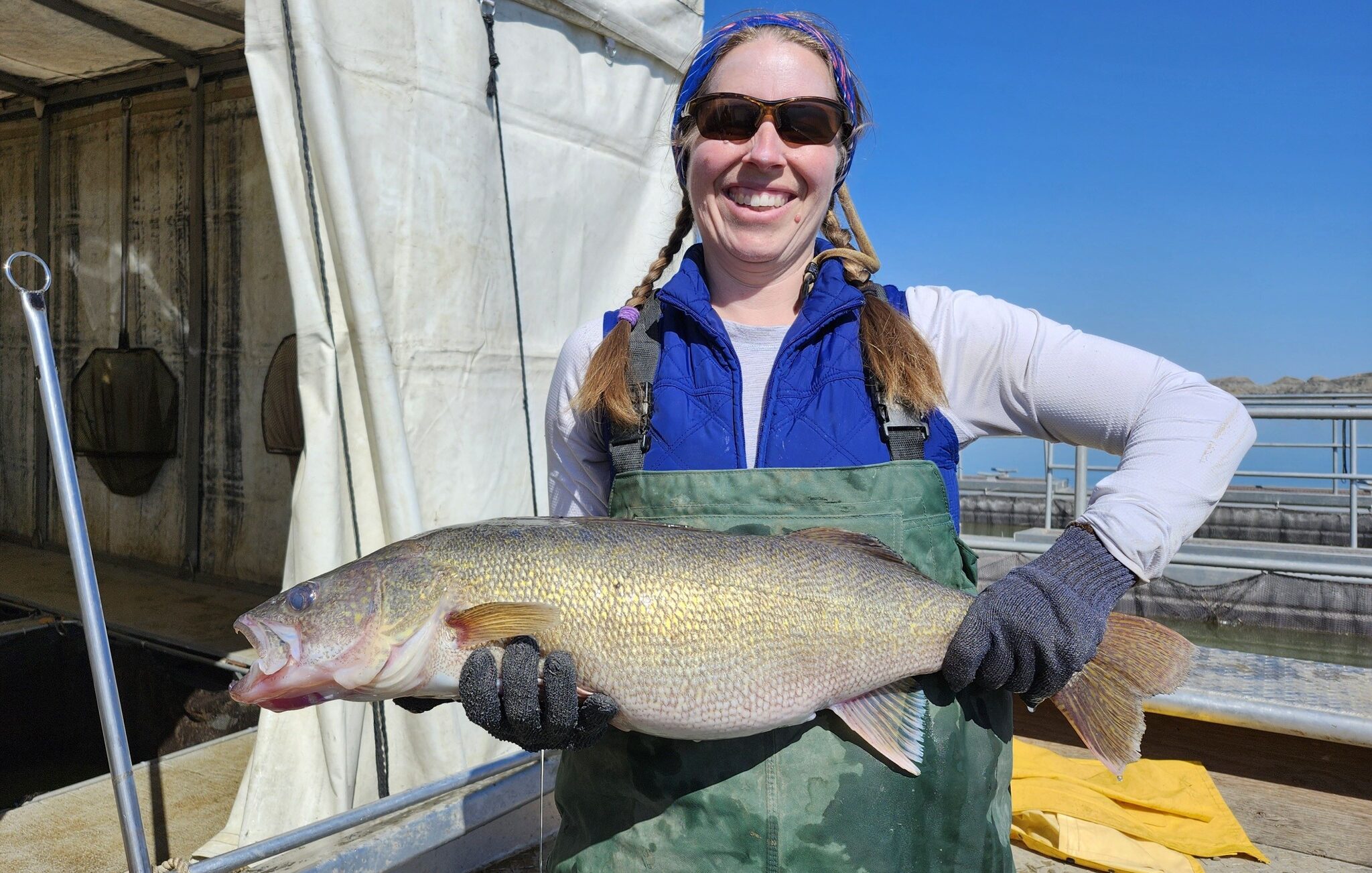Fort Peck Walleye Spawn Update IV, April 23, 2024
