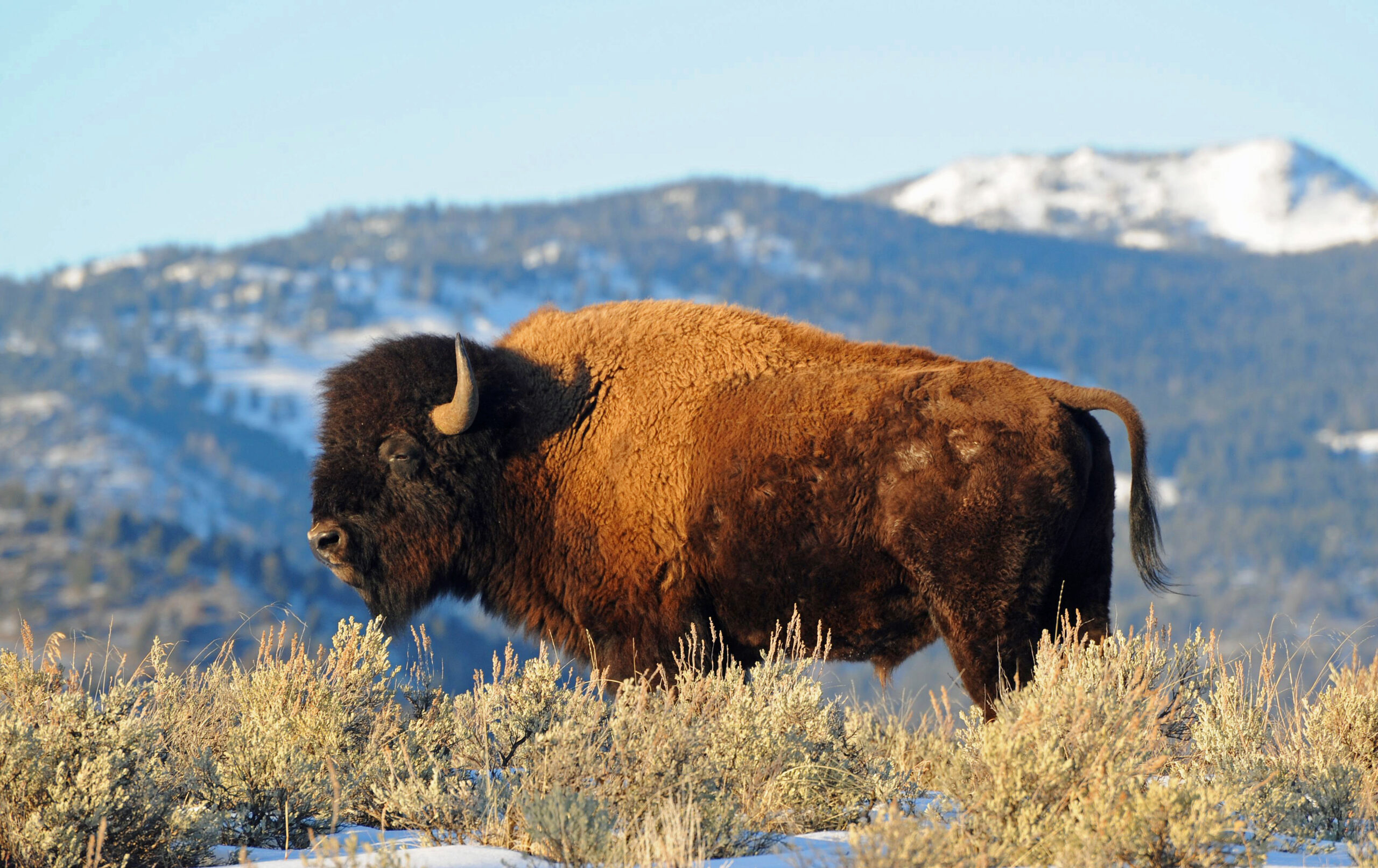 Brett French reports: Yellowstone bison hunts quiet compared to last year