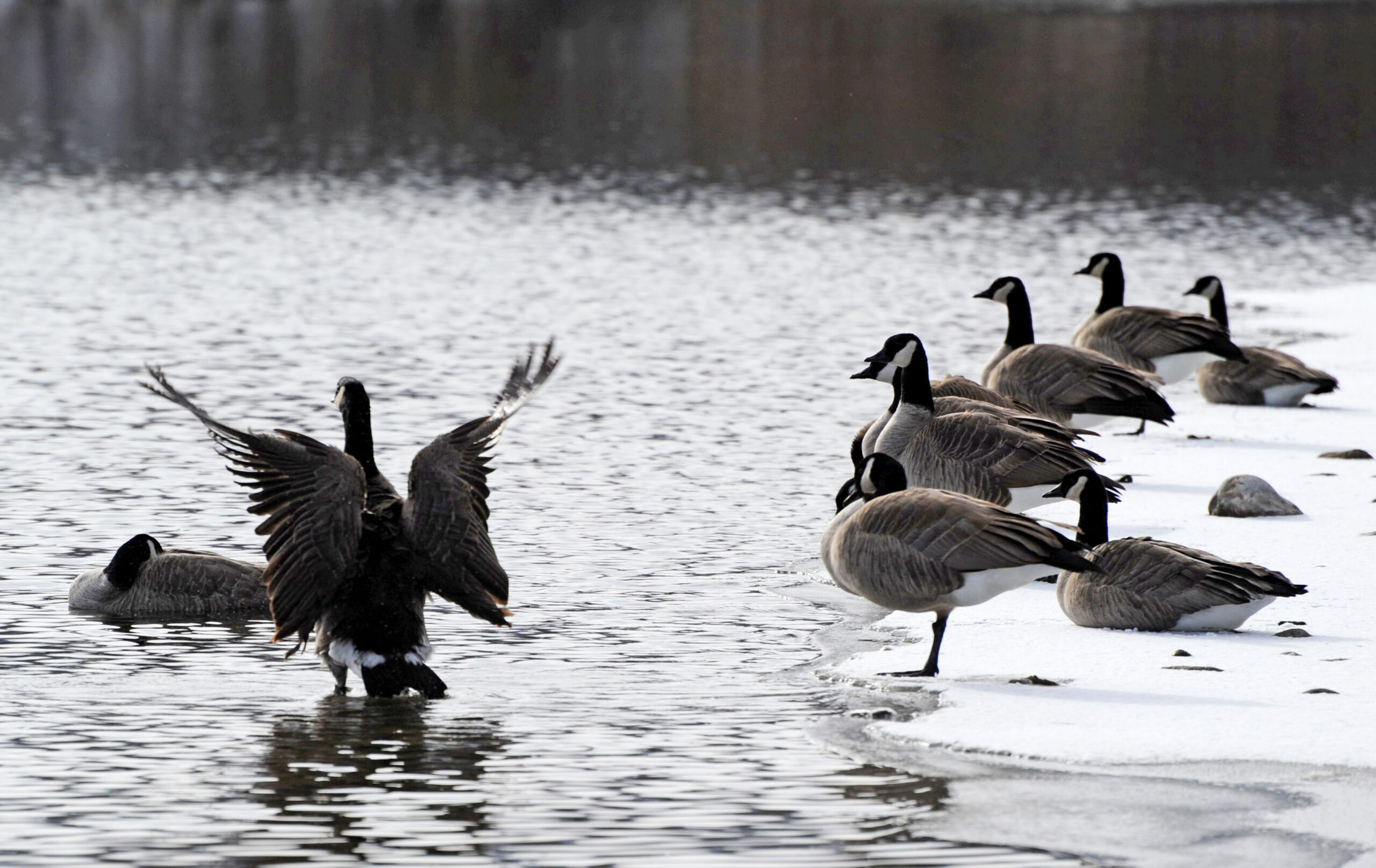 Brett French reports: Yellowstone River stays closed to waterfowl hunting