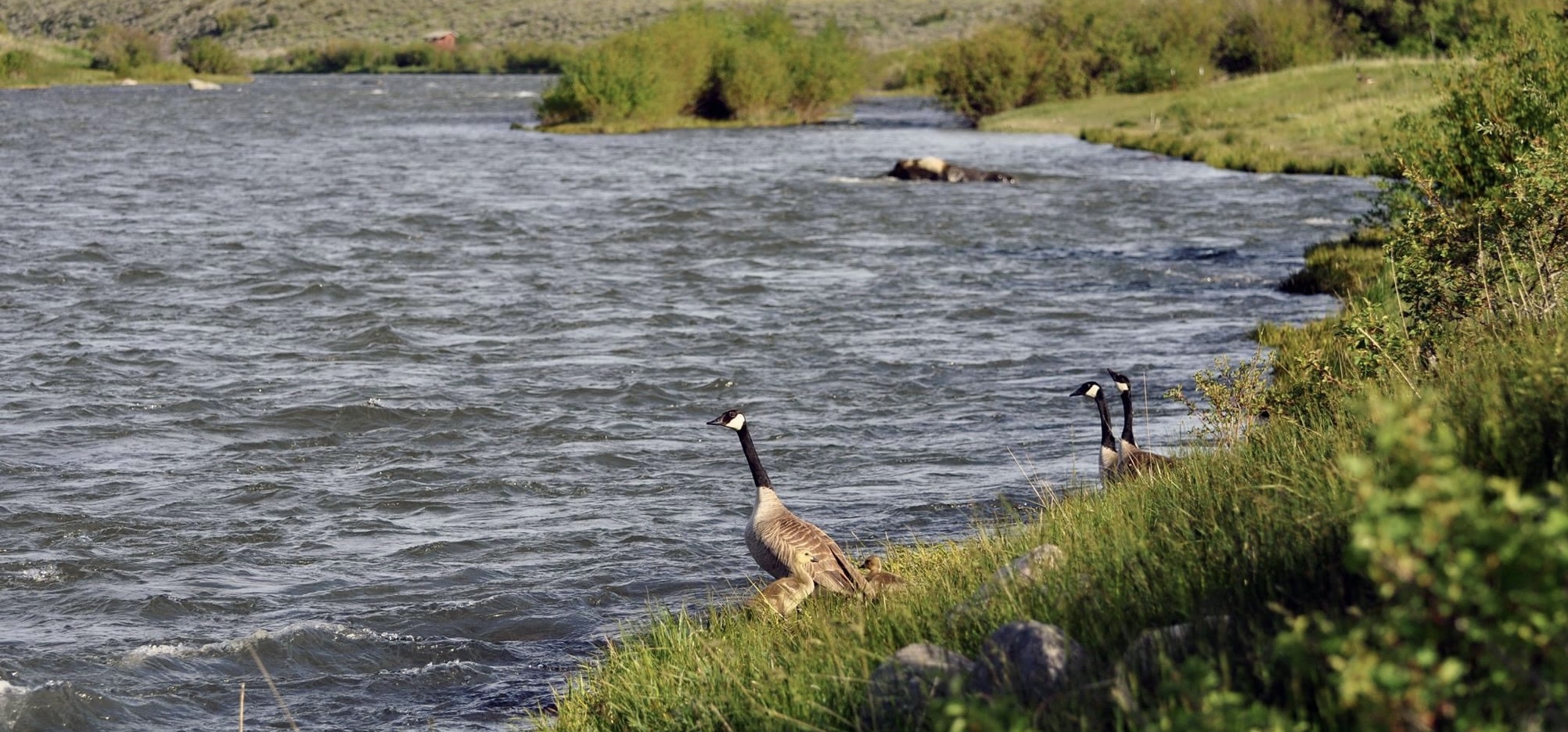 Yellowstone National Park expands access to allow for year-round fishing in two locations