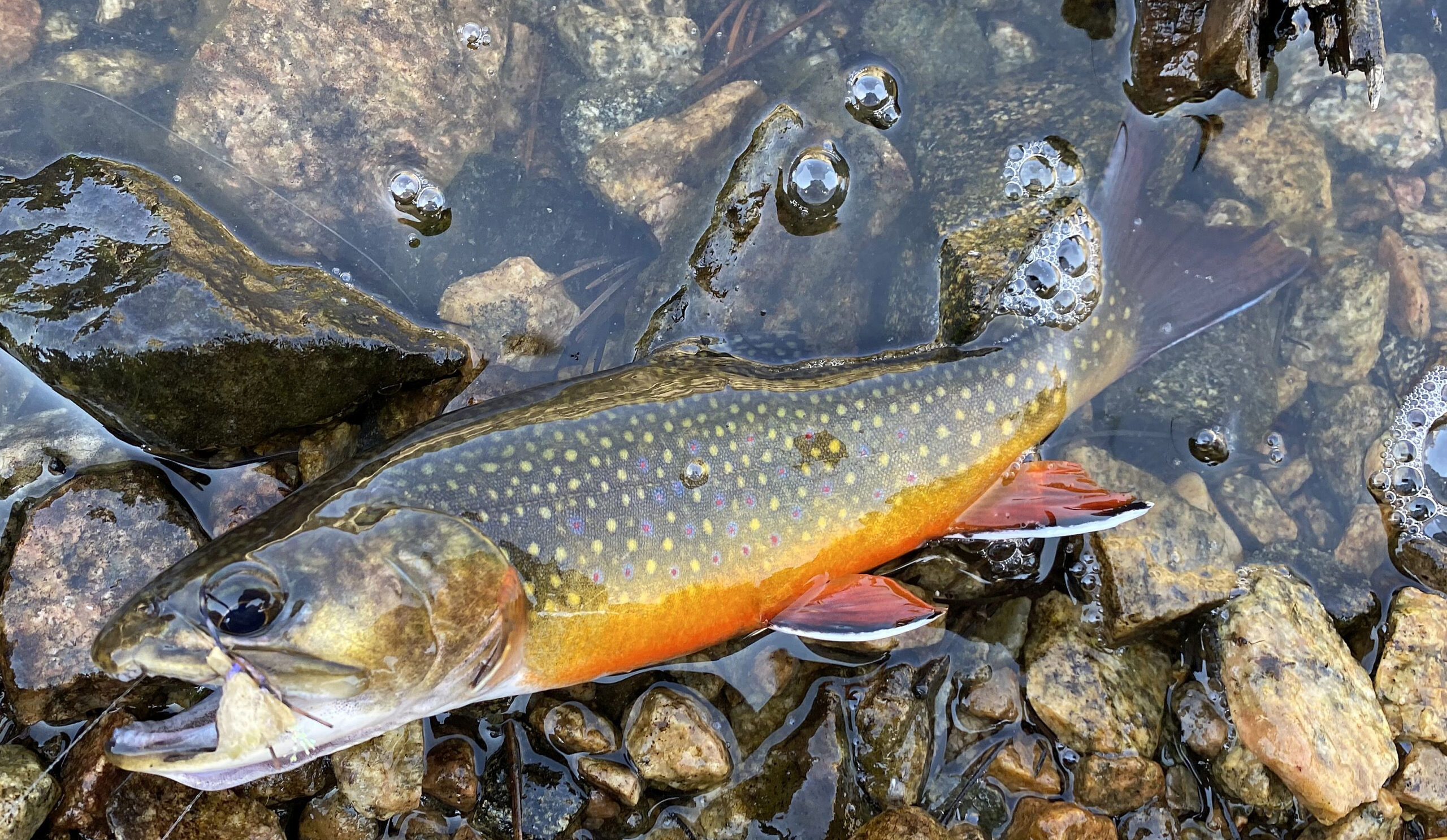 Brett French reports: As private fish ponds multiply, so do FWP’s problems
