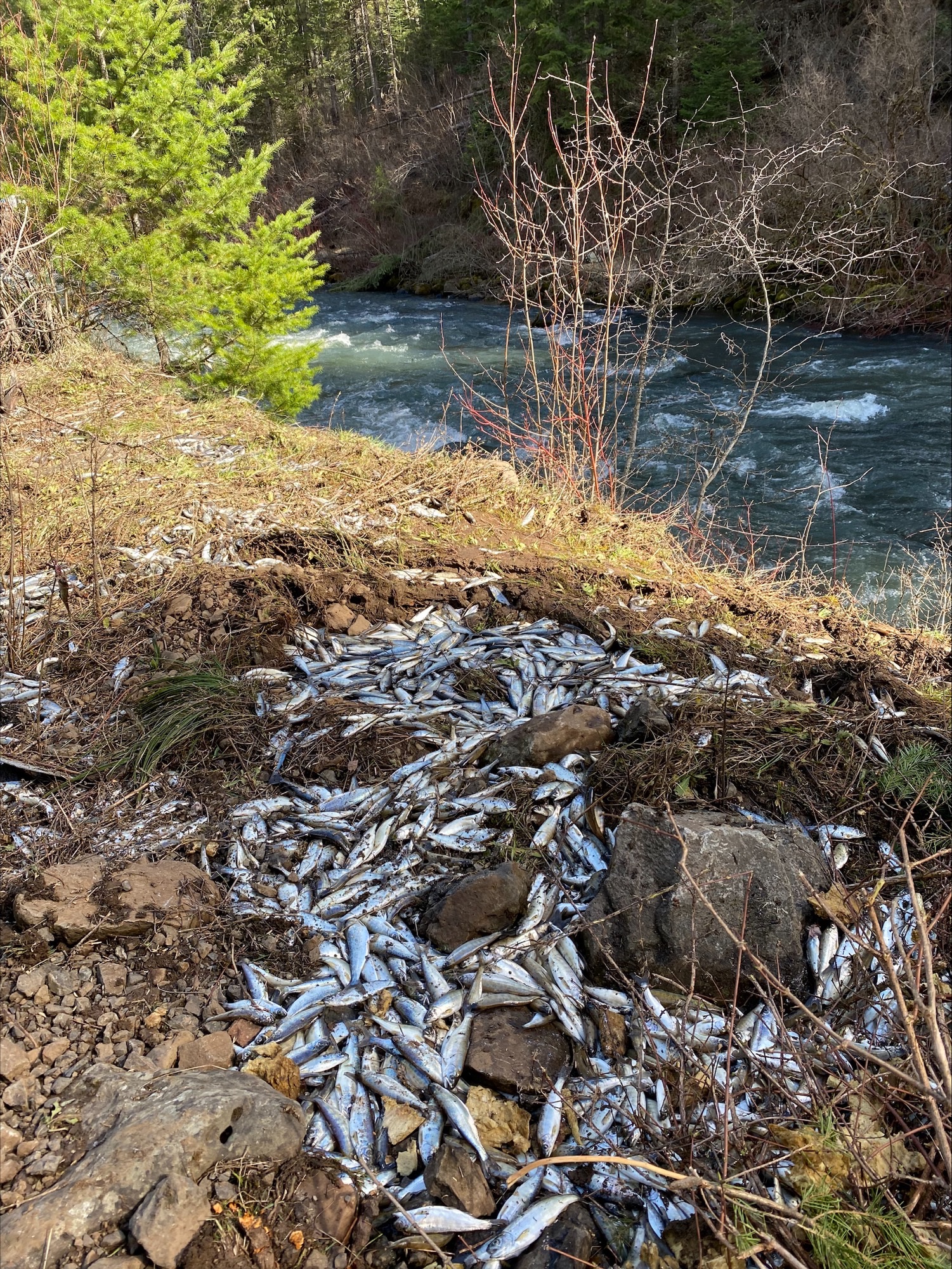 Fish tanker truck accident results in loss of some spring Chinook smolts