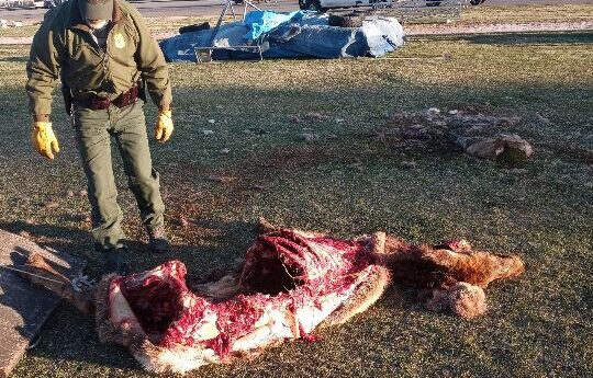 Wolves kill, devour elk on Gardiner school’s football field