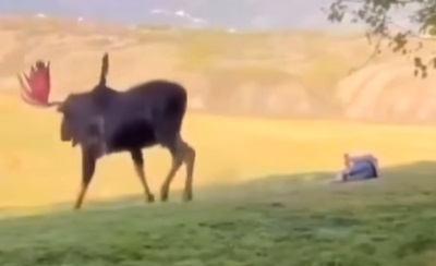 Don’t mess with the bull…
