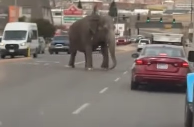 Watch for elephants…in Butte