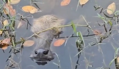 When cows identify as gators?