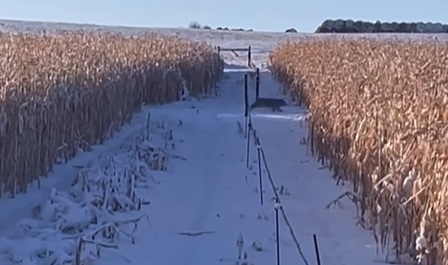 58 Coyotes in 2 Minutes and 20 Seconds Filmed