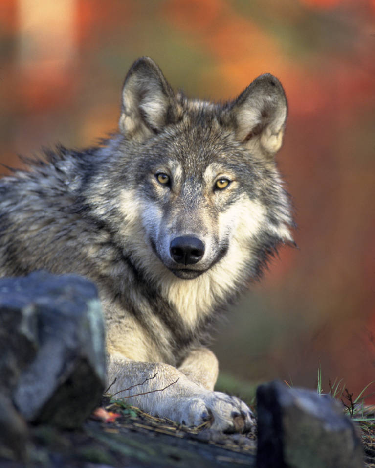 Hunter-reported harvest in Michigan’s Calhoun County shown to be a gray wolf