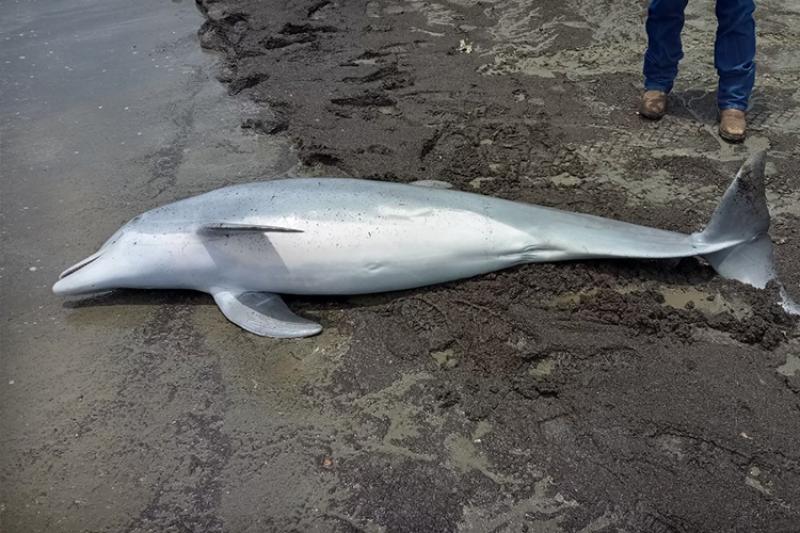 Louisiana Dolphin Shot to Death