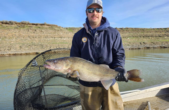 FWP News: Walleye Spawn Update III, April 19th, 2024