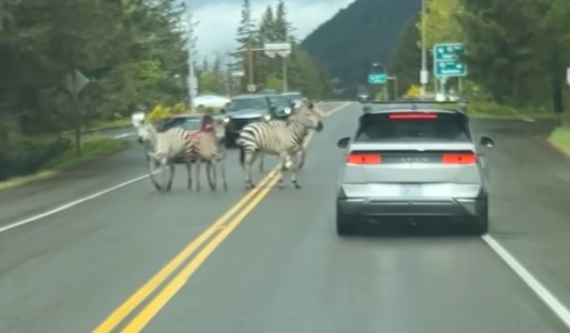 Zebra alert in Washington