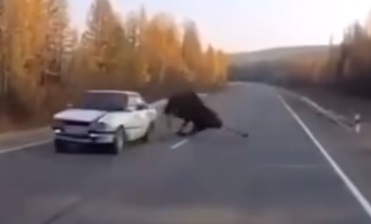 Moose Crossing Close Call