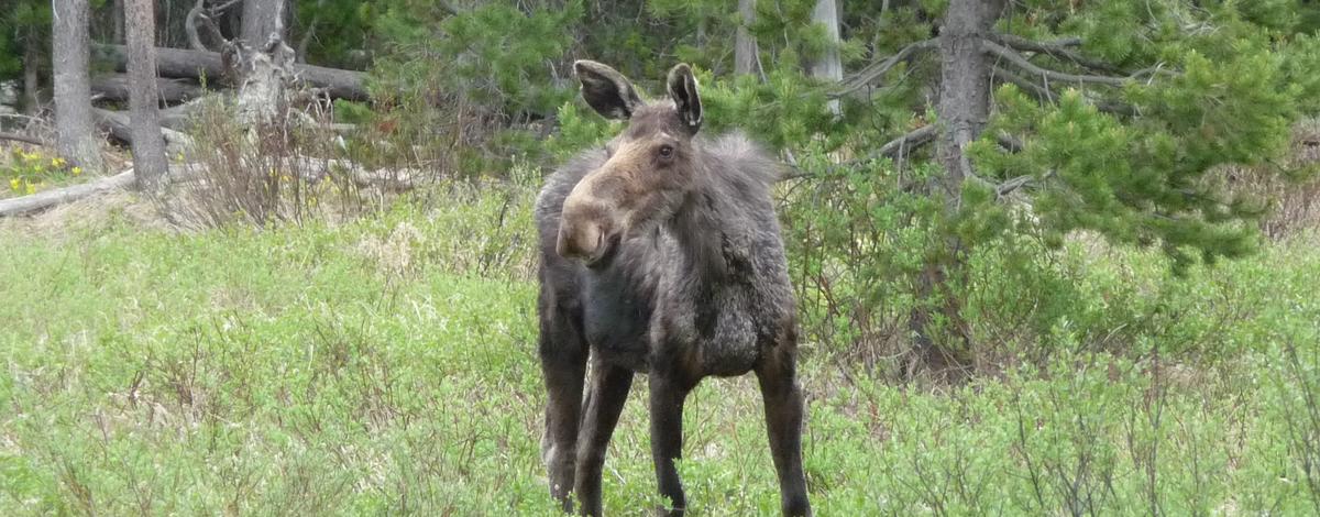 Adenovirus Hemorrhagic Disease suspected as culprit in Upper Snake moose mortalities