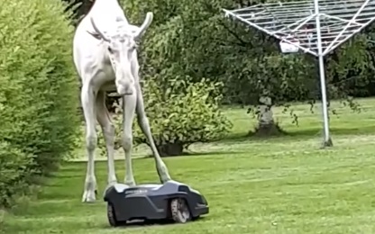 Moose curious about lawn mower