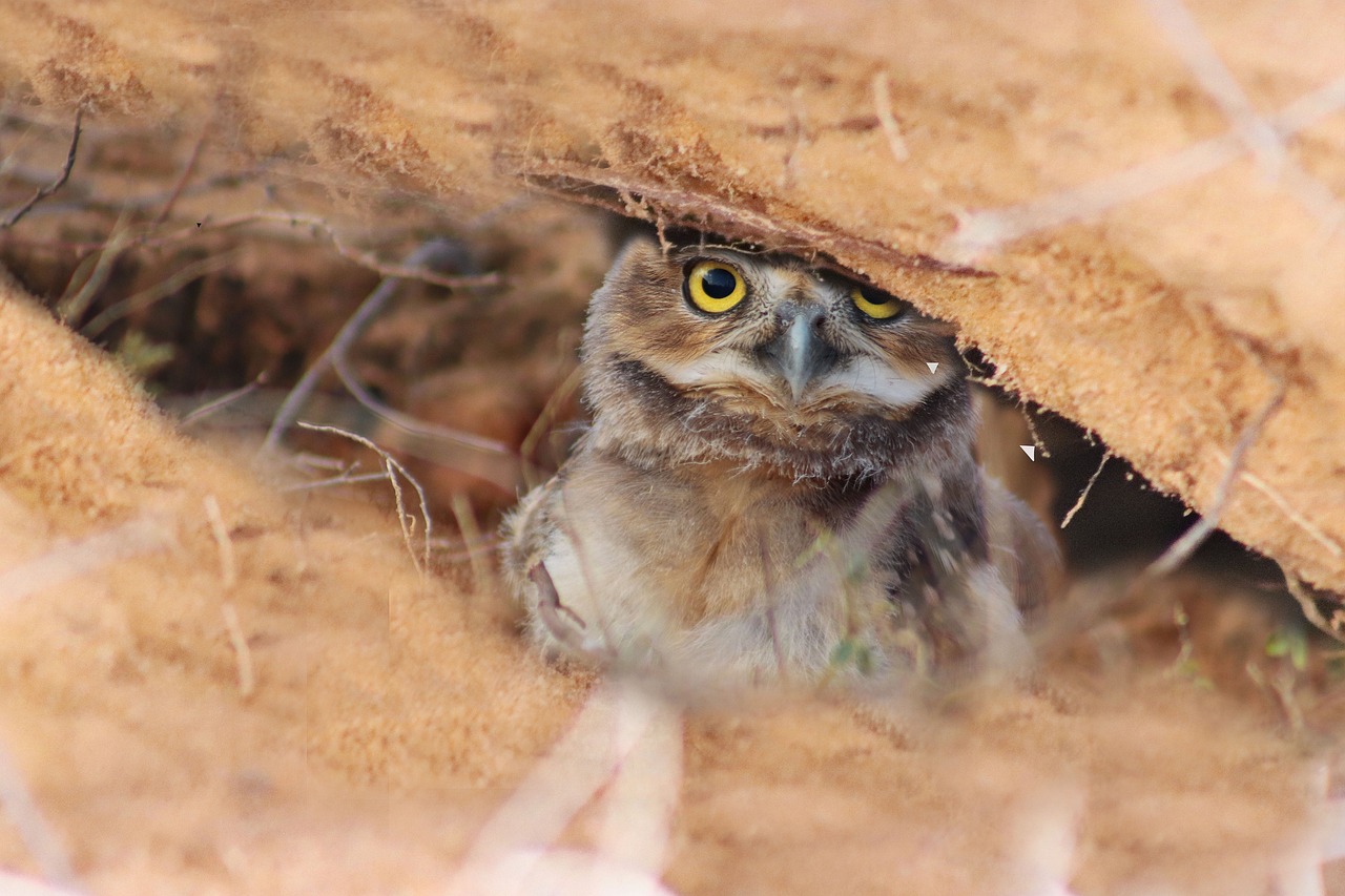 “Bird Day” celebration scheduled for May 4 at Spring Meadow State Park