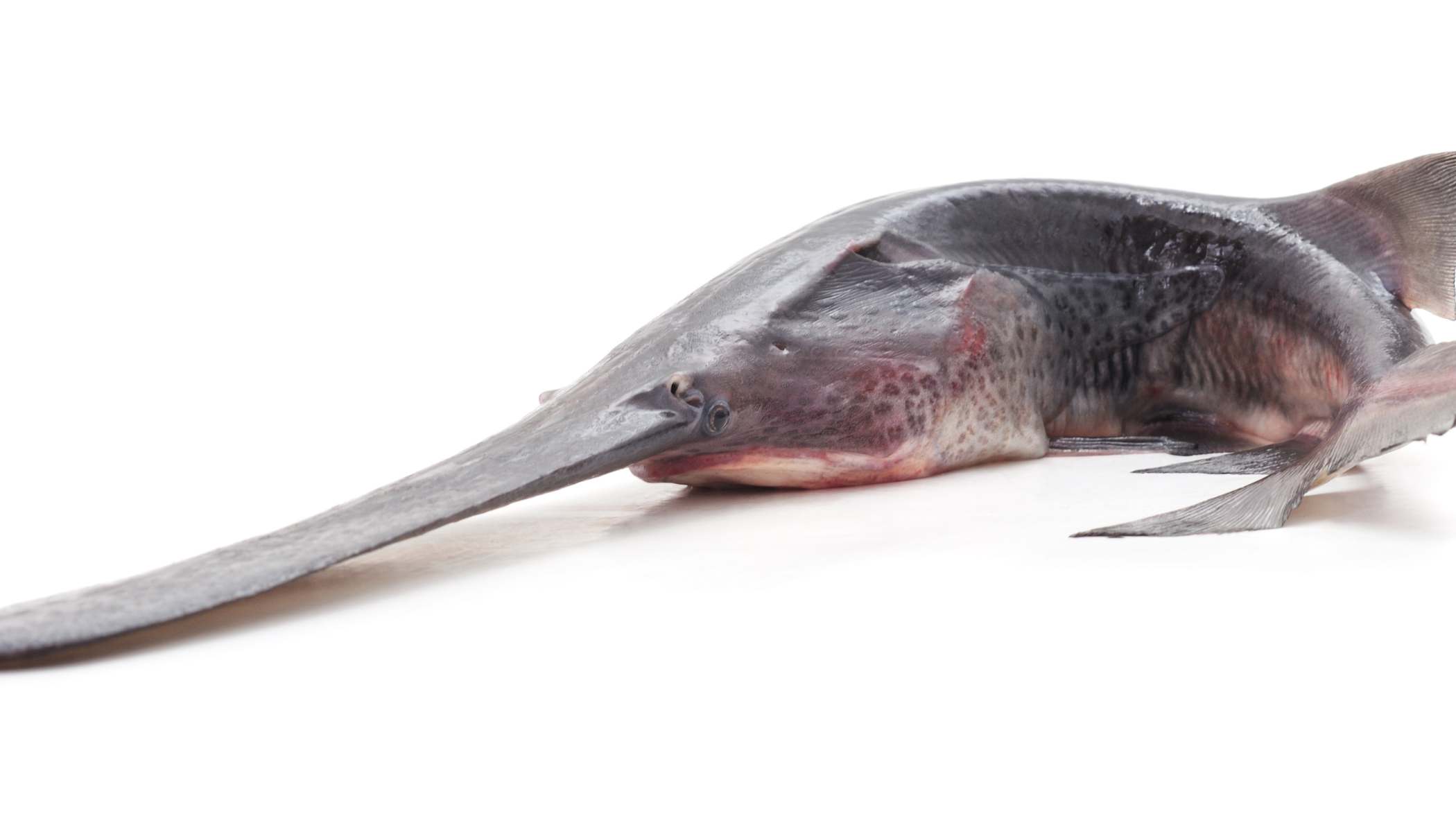 2025 paddlefish angling surveys are underway