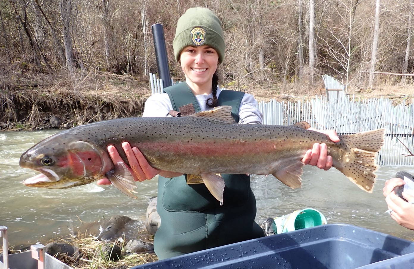 A long trip home: One steelhead’s journey to the Potlatch River