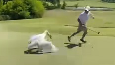 Swan vs. Golfer