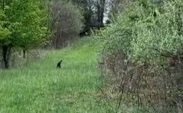 A DIY Turkey Decoy that won’t break the bank