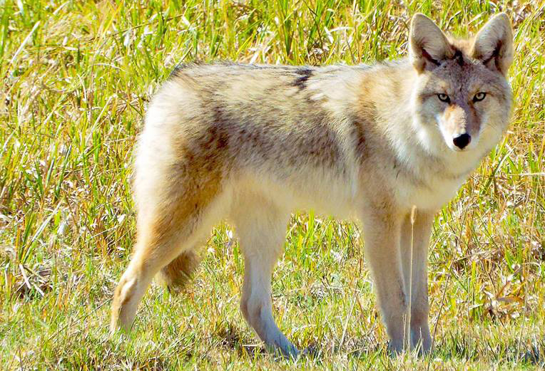 Proposed Legislation Seeks to Ban Wildlife Hunting Competitions on Federal Lands
