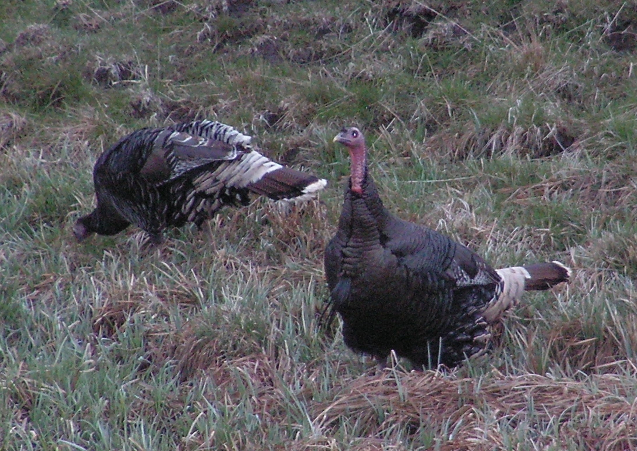 TURKEY DROP OFF!!! by Montana Grant