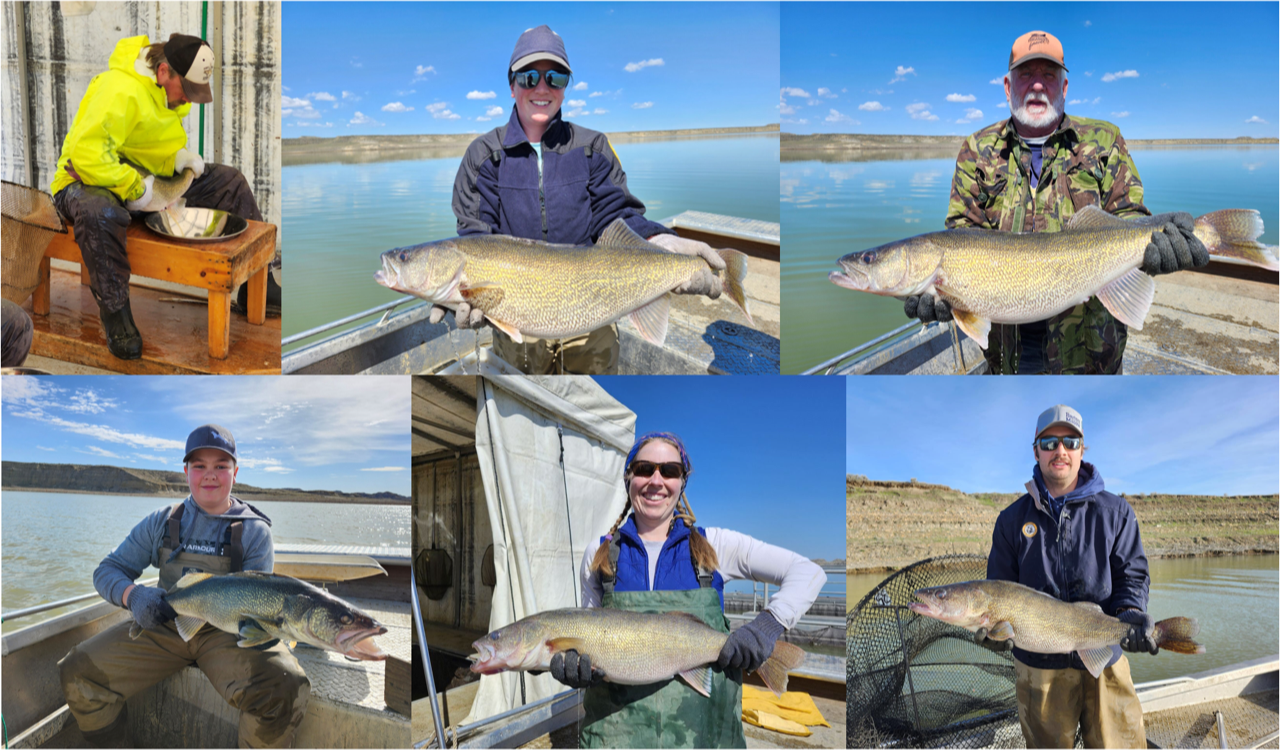 MT Outdoor Podcast Episode Drop Today: Downrigger Dale Dives into the World of Walleye with Heath Headley