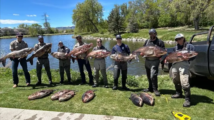 CPW’s Successful Effort: Eliminating Invasive Carp from Arvada’s Water