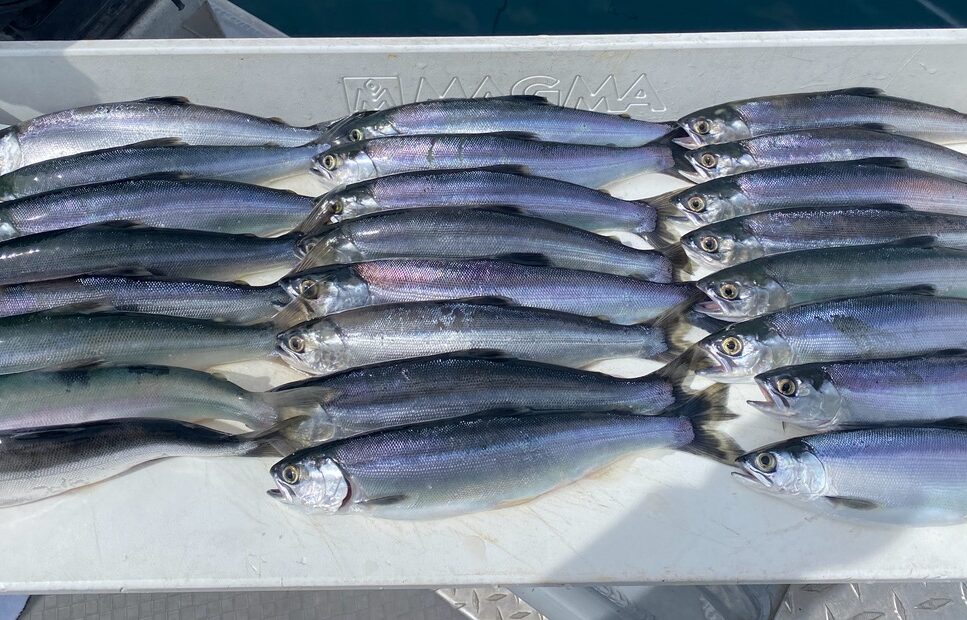 Kokanee Fishing Is ON FIRE