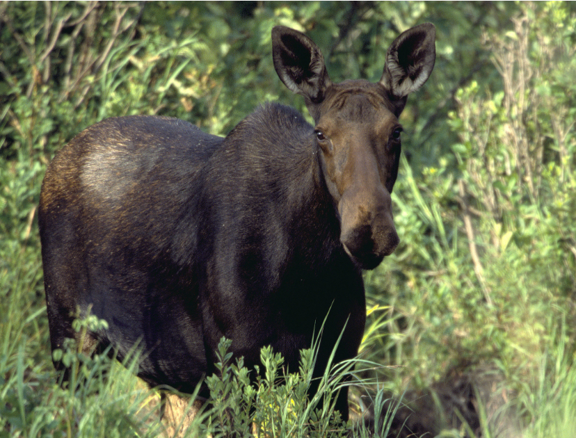 Turkey hunter attacked by female moose with calves