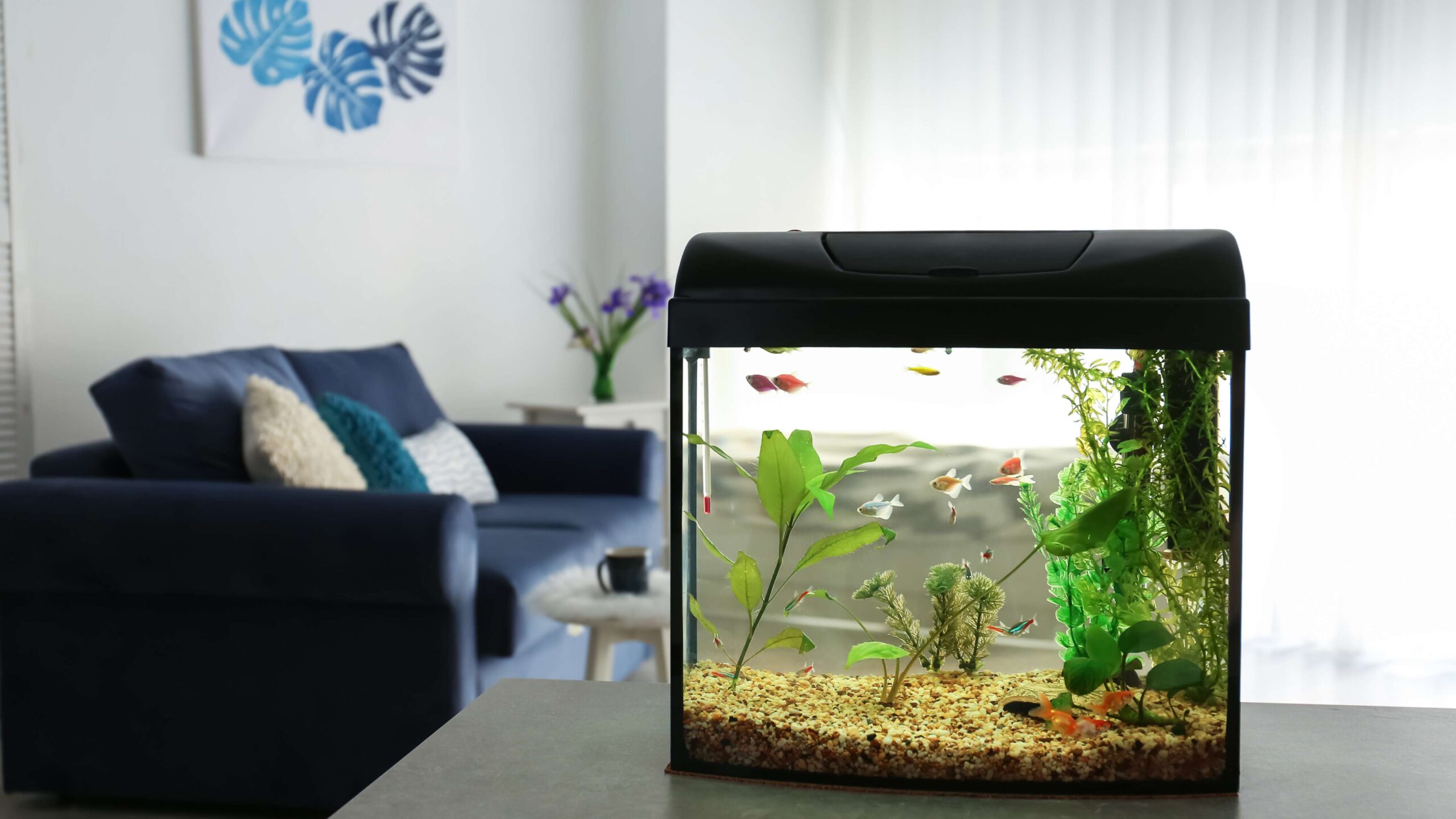 FWP News: FWP discovers non-native aquarium pets in Montana waters