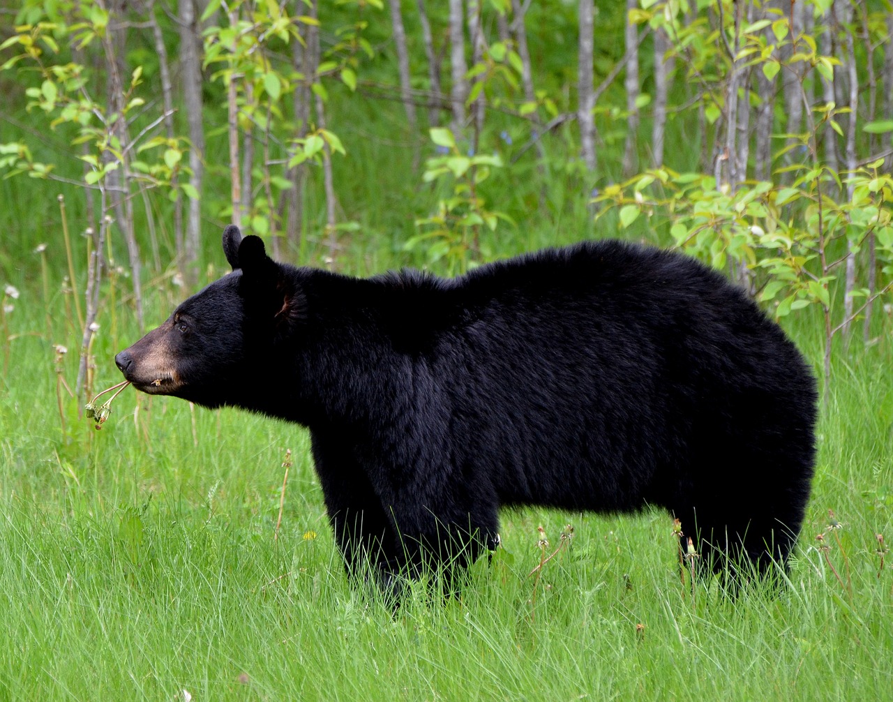 Three bears euthanized in Missoula