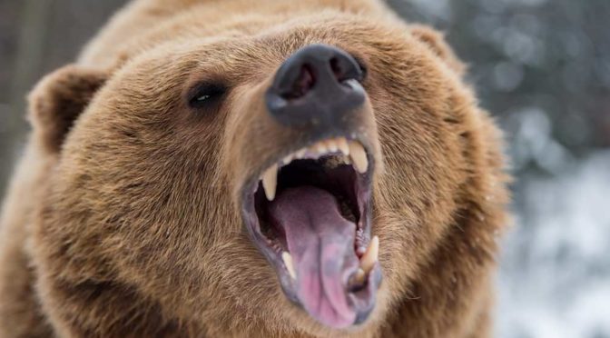 BEAR DOWN!!! by Montana Grant