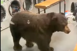 Beary Surprising to See in a Laundromat