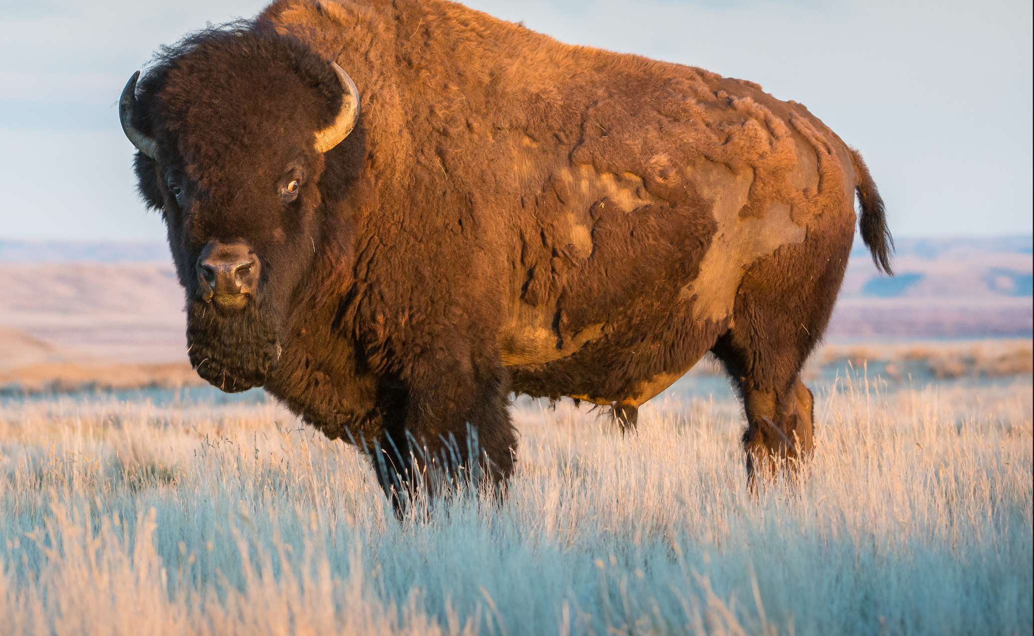 Intoxicated man at YNP injured after harassing, kicking bison