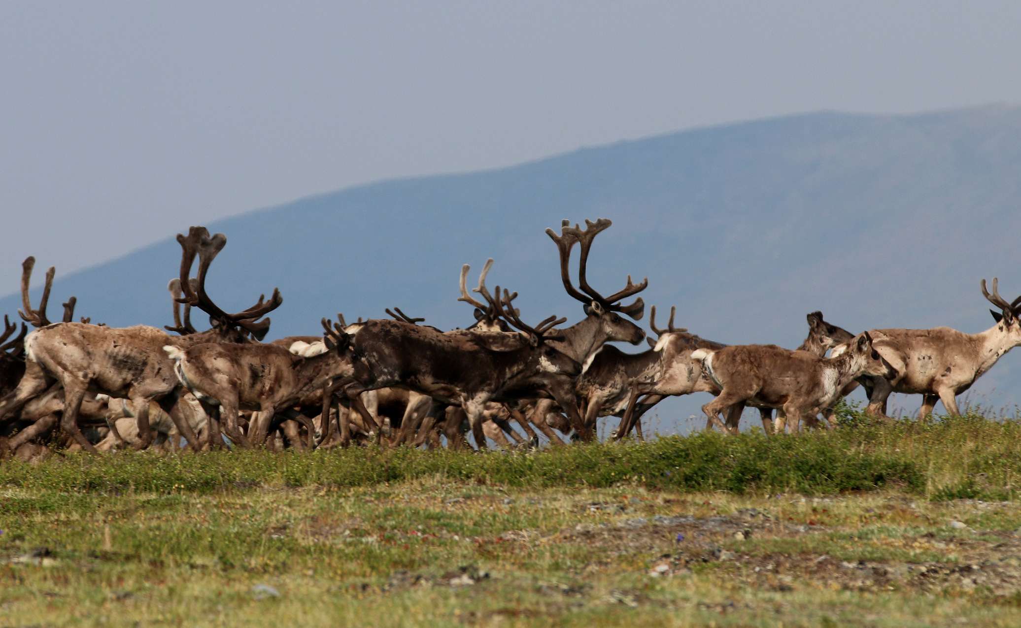 Holy Caribou!