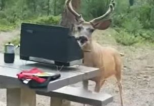 Watch your hot dogs while camping!