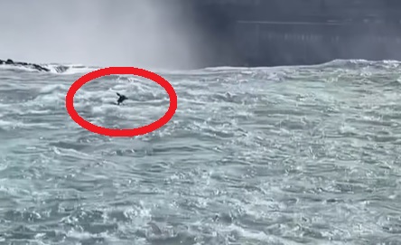 Deer swept away at Niagara Falls
