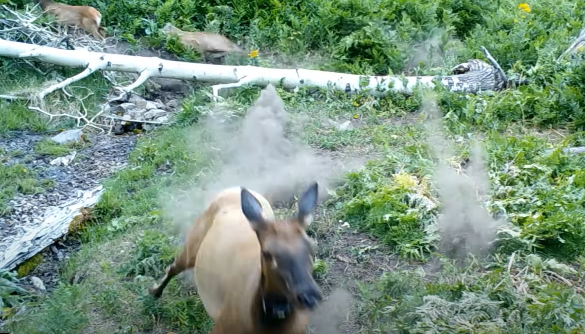 Pretty Cool Trail Cam Footage