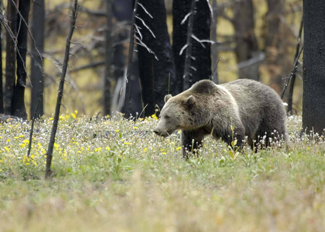 F&G seeks information regarding the killing of grizzly bear in Clark County west of Island Park Reservoir