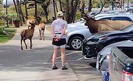 Thoughtless Thursday: Tourist won’t walk away from rutting bull