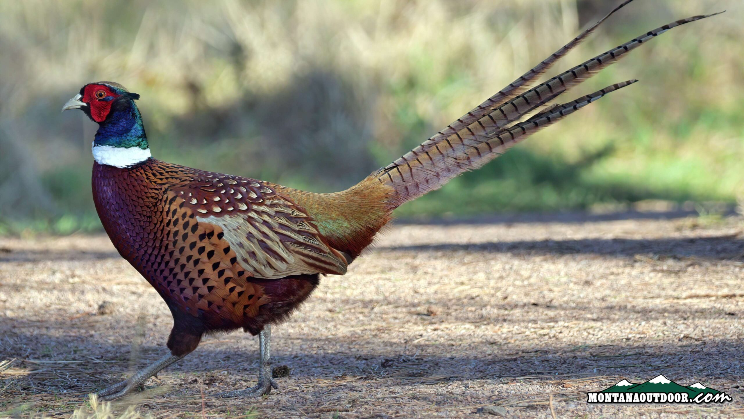 Cooking with Kokanee Quin: Game Birds in Bacon