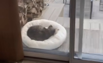 When Your Cat Is Not Your Cat…