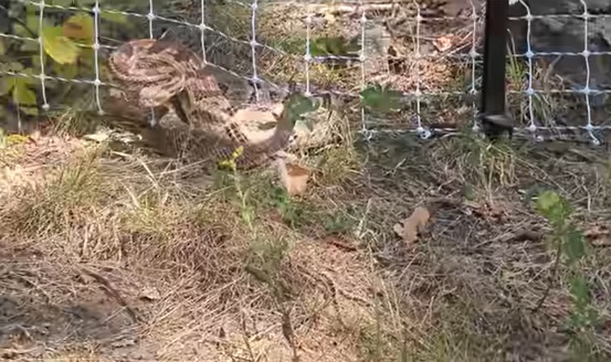 The rattlesnake vs. the fence
