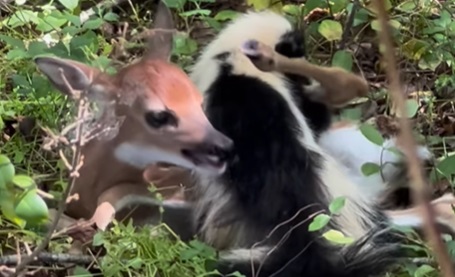 Skunk Attempts to Eat Fawn Alive