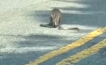 When Rabbits Turn Snakes Into Food